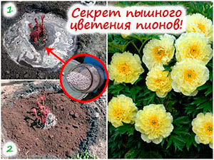 Уход за пионами весной
