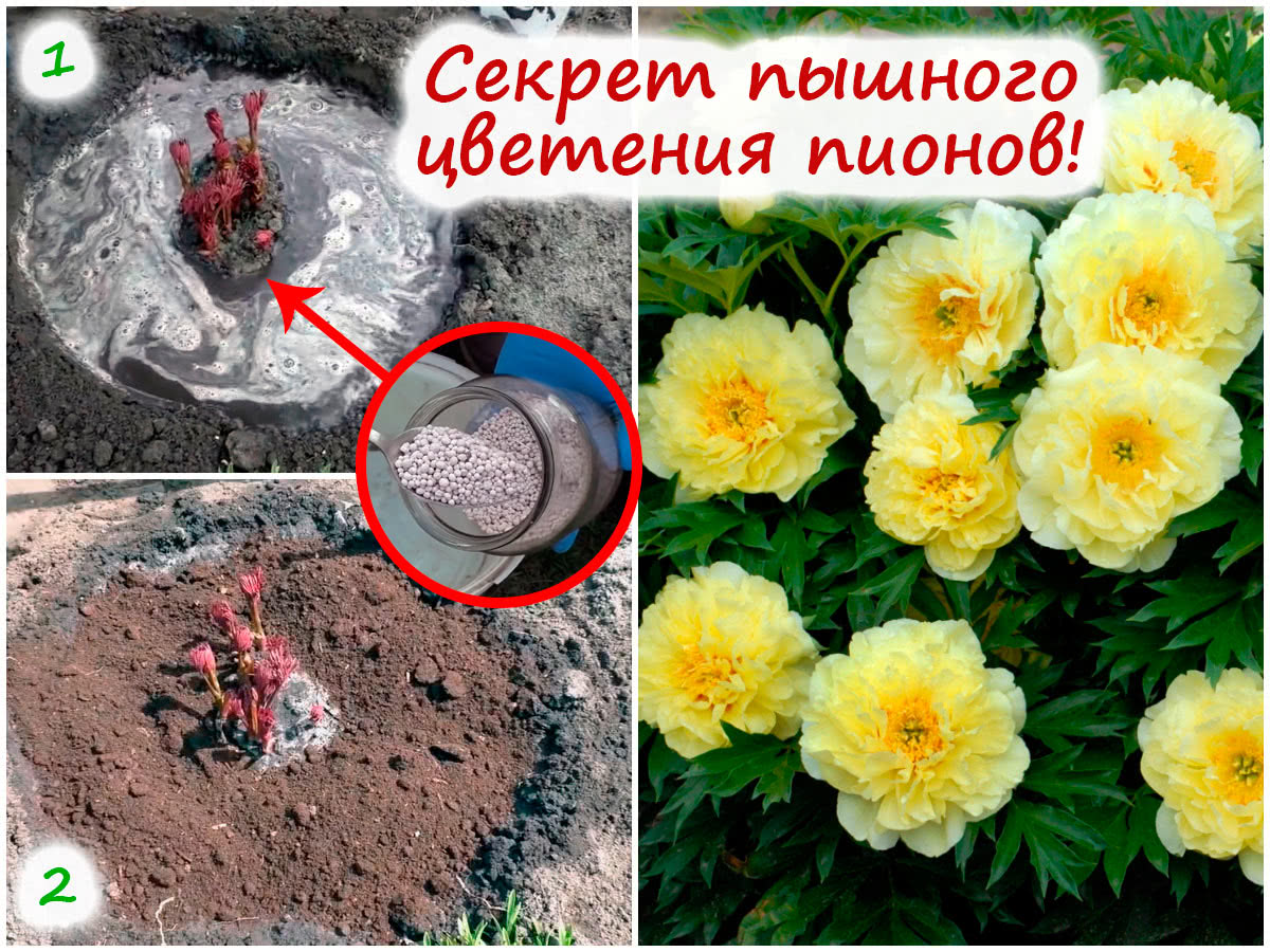 Уход за пионами весной