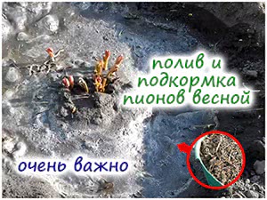 Уход за пионами весной