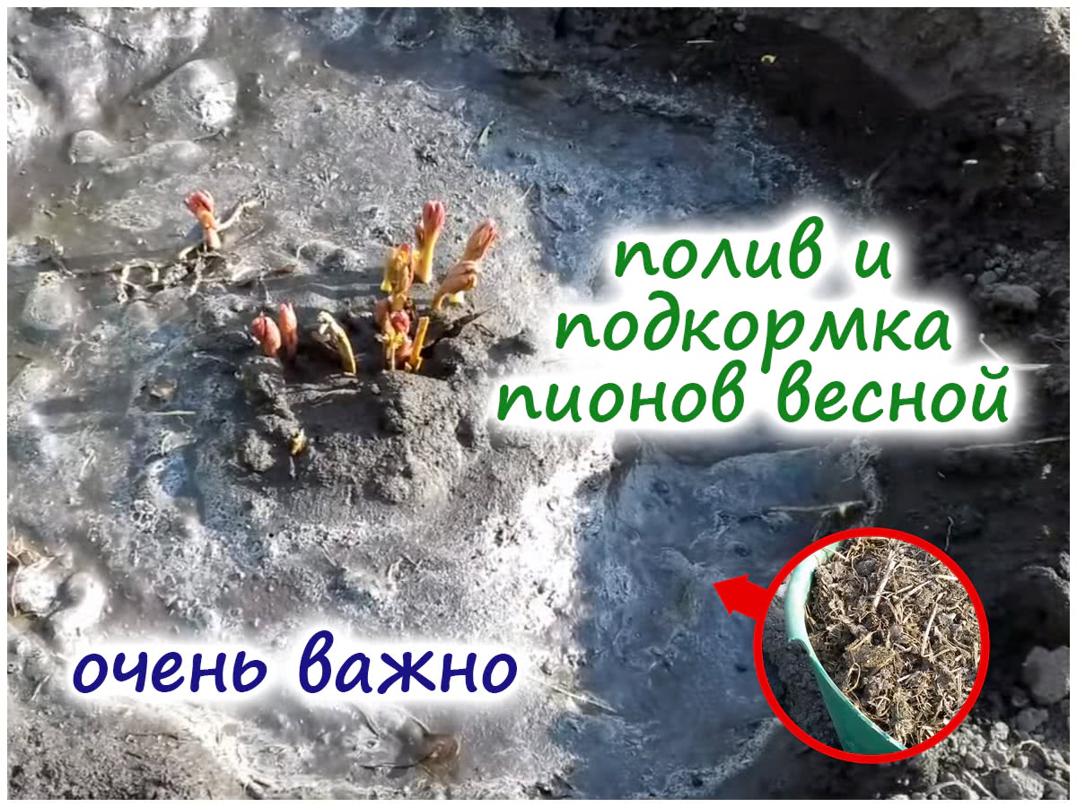 Уход за пионами весной
