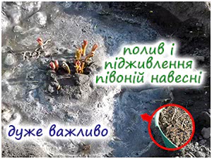 Догляд за півоніями навесні