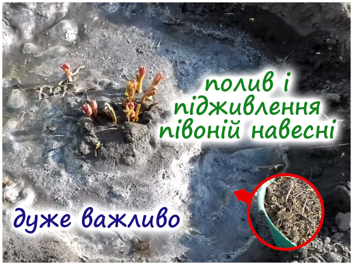 Догляд за півоніями навесні