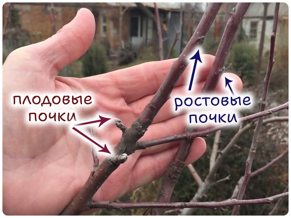 Плодовые почки на яблоне