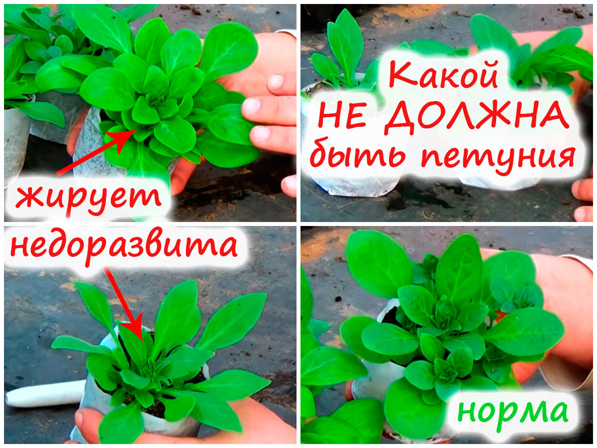 Рассада петунии