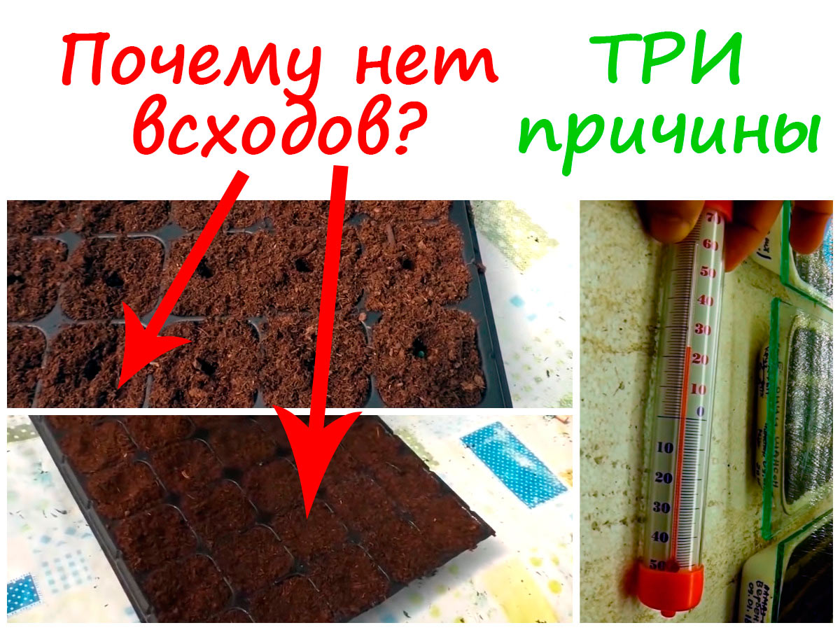 Семена не прорастают