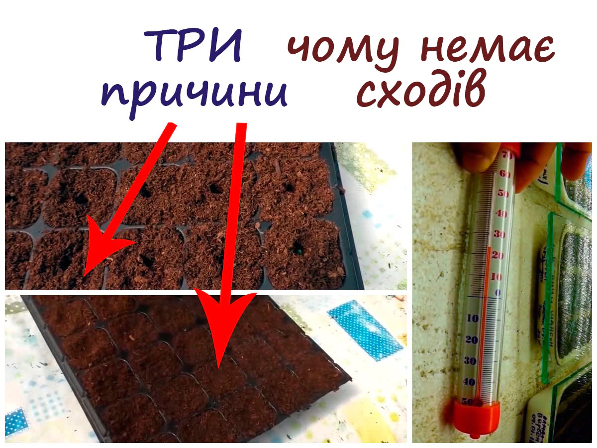 Насіння не проростає