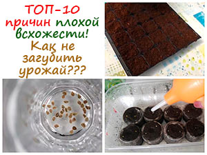 Почему семена не прорастают