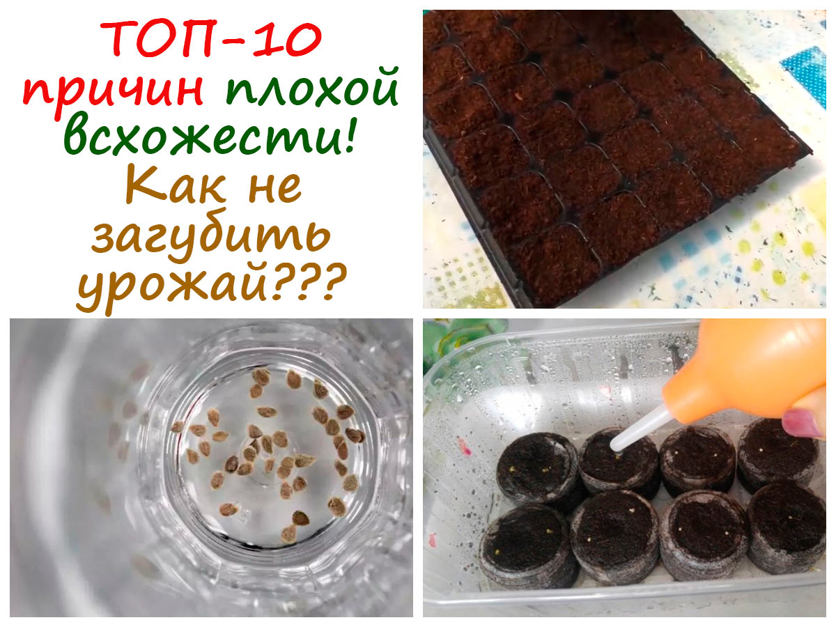 Почему семена не прорастают