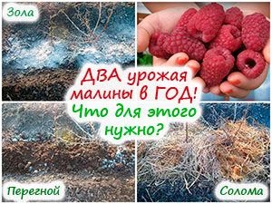 Подкормка ремонтантной малины