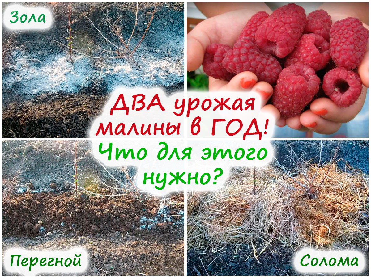 Подкормка ремонтантной малины
