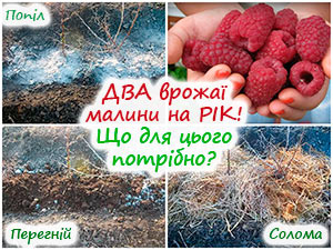 Підживлення ремонтантної малини