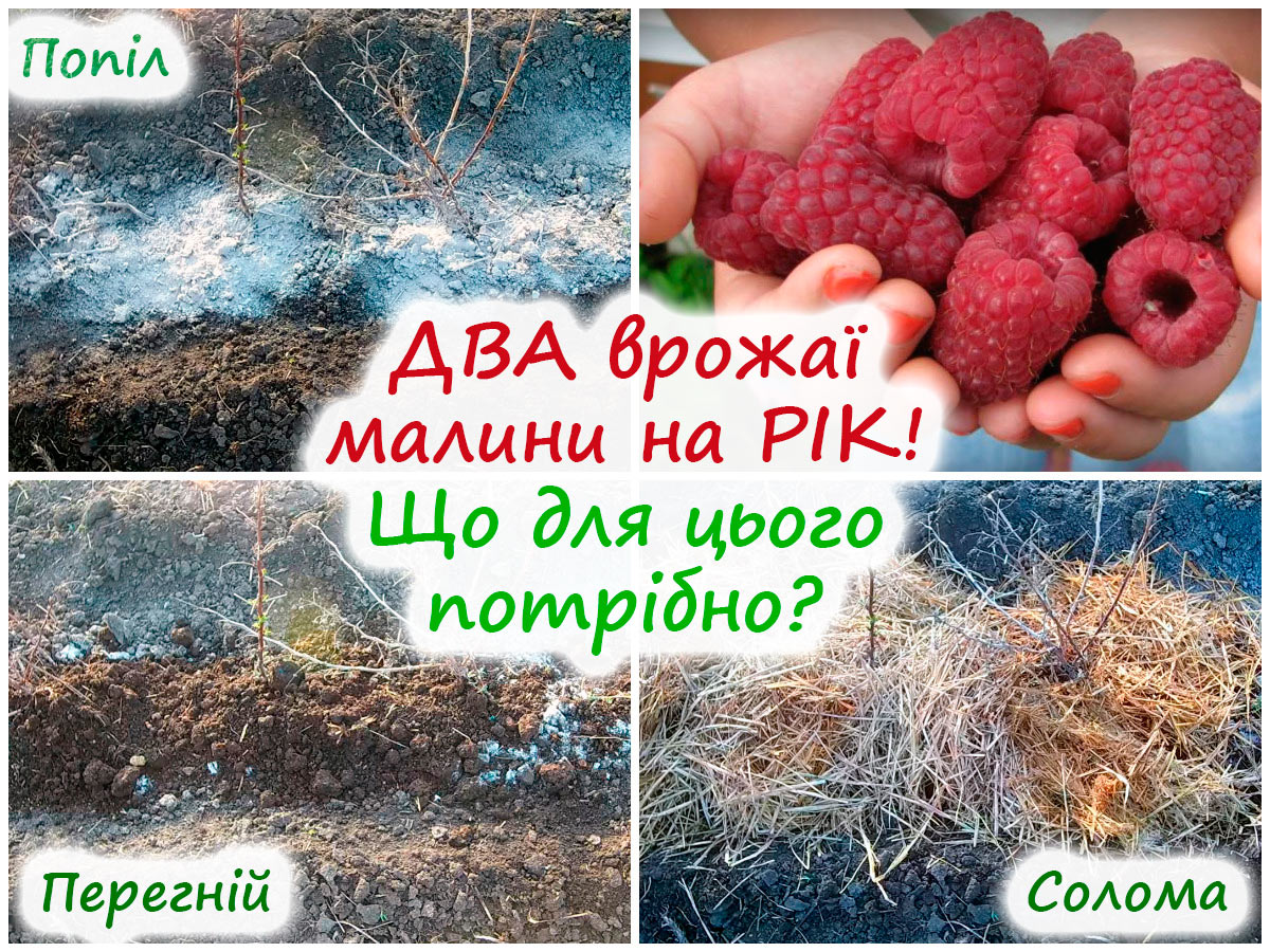 Підживлення ремонтантної малини