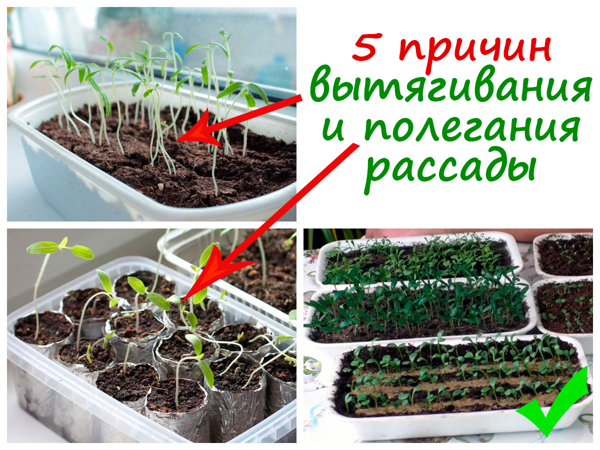 Вытягивание и полегание рассады