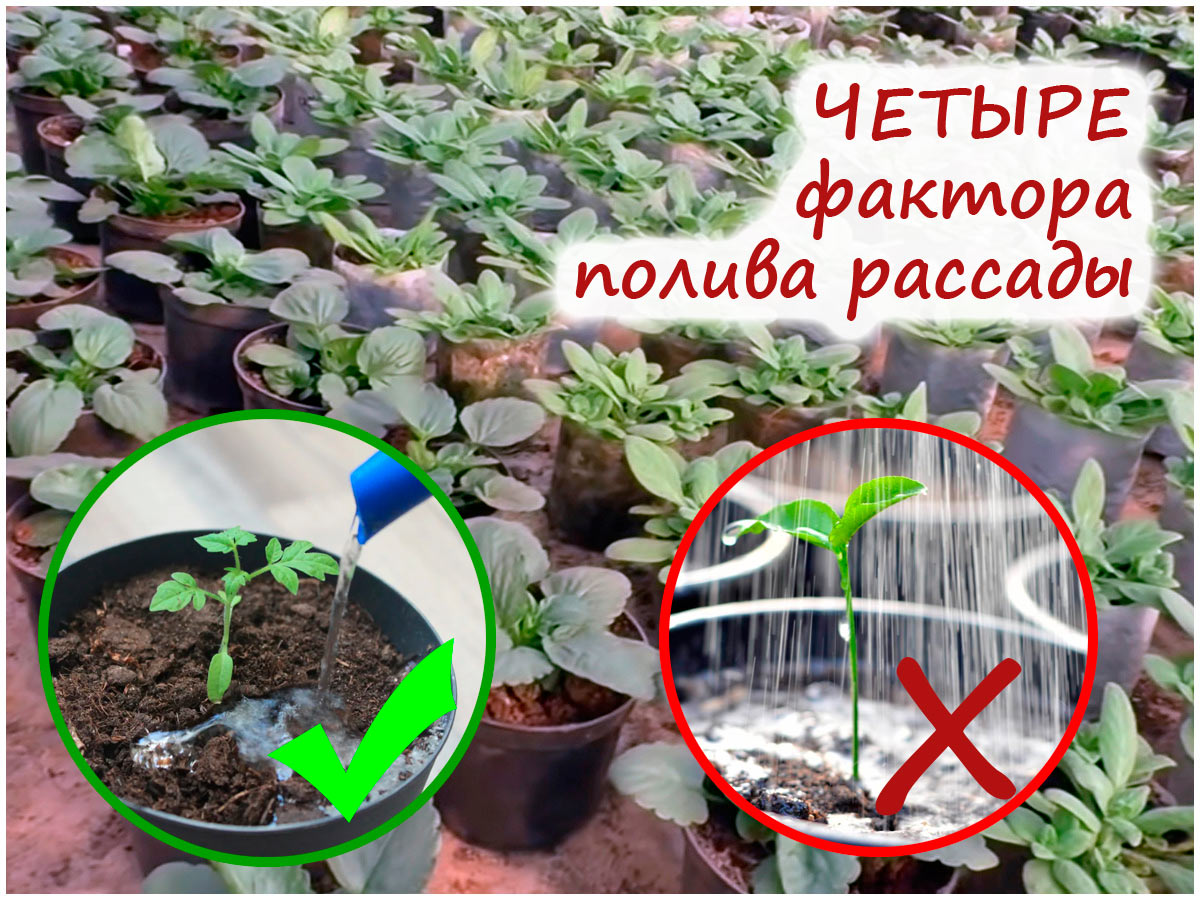 Полив рассады