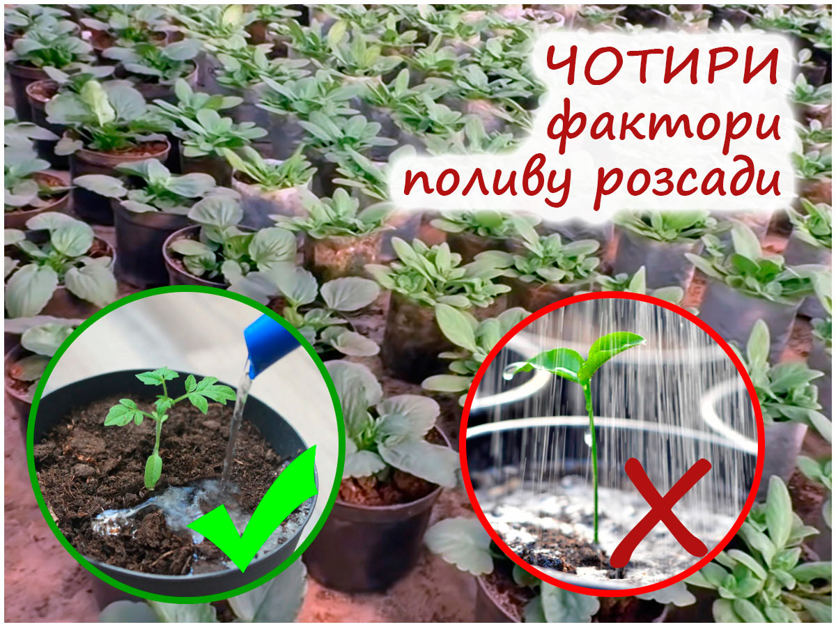 Полив розсади