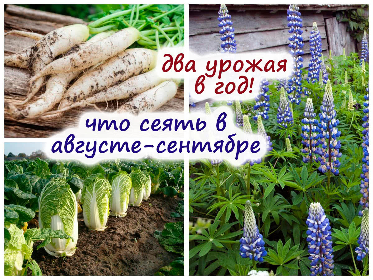 Редис, редька и пекинка