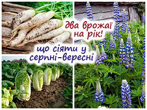 Посадка в августе-сентябре