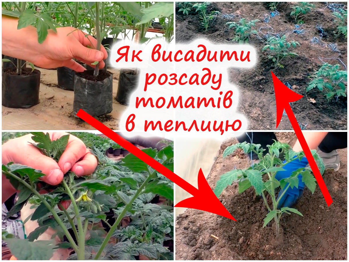 Висадка помідорів у теплицю