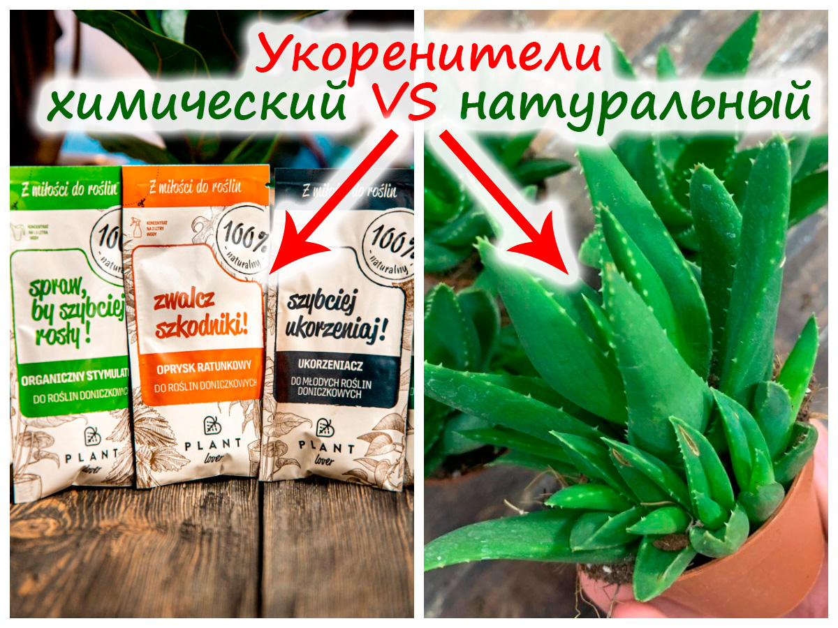 Природные укоренители