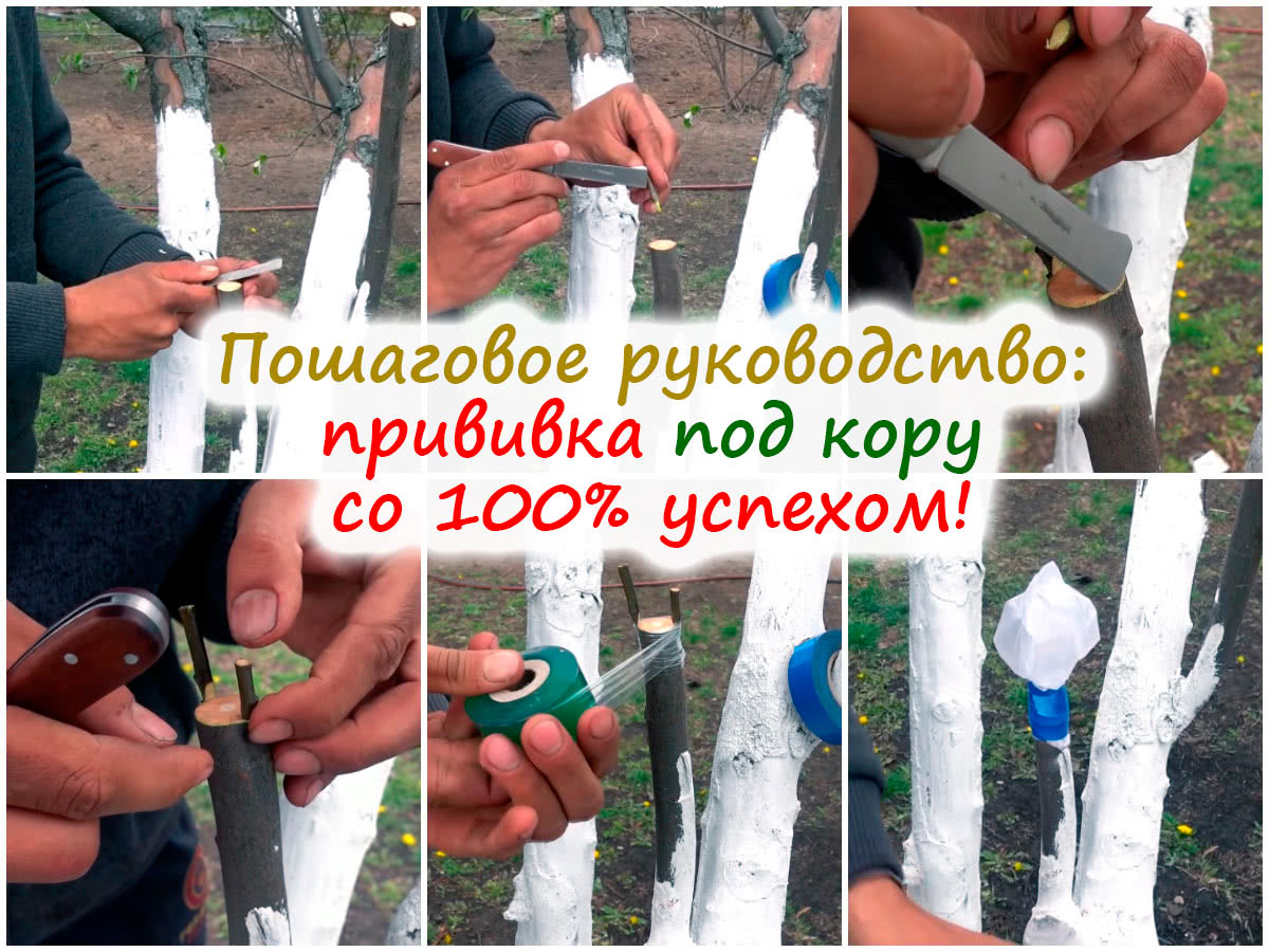Прививка под кору яблони