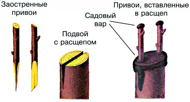 Прививка в расщеп
