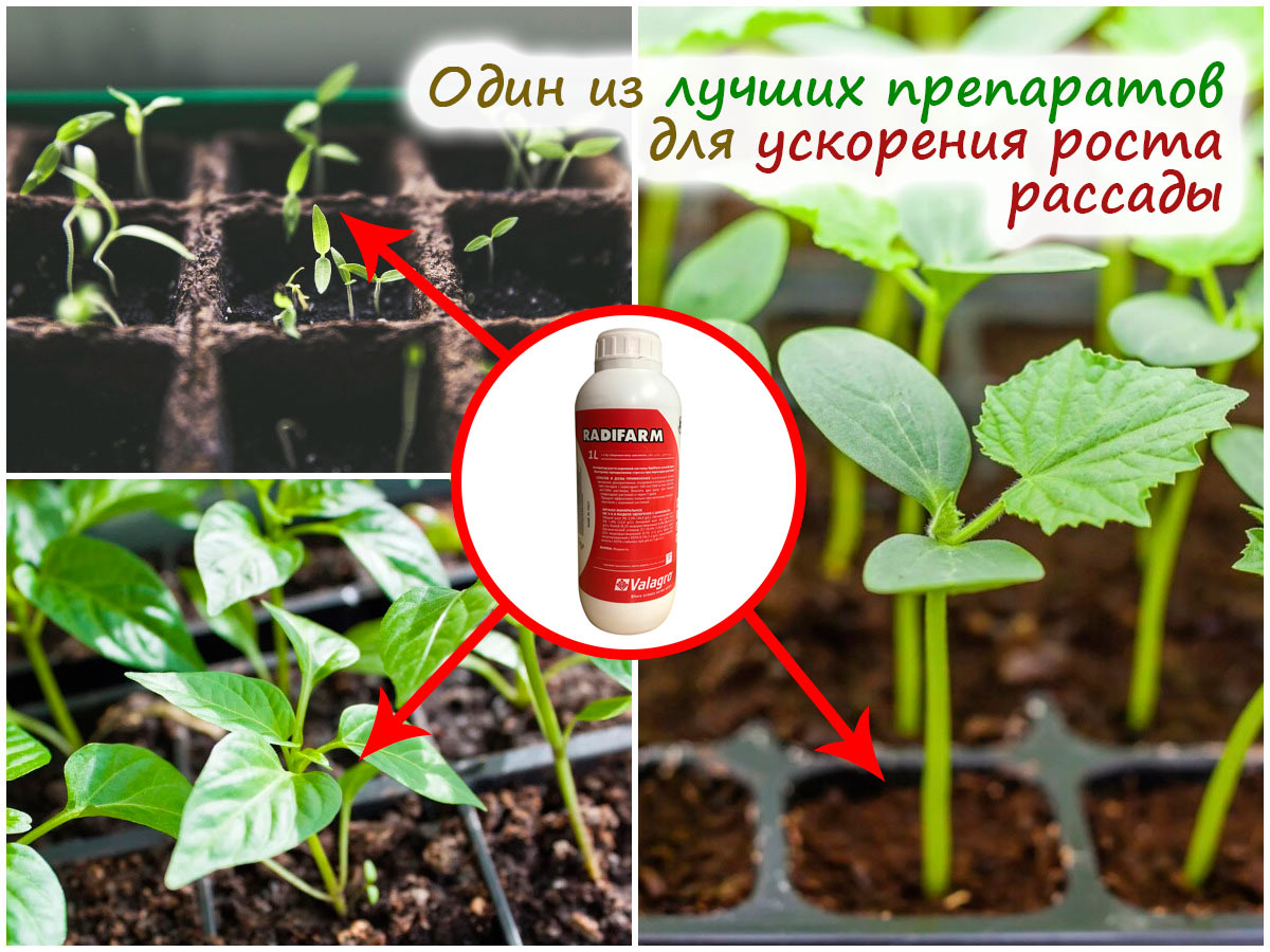 Препарат радифарм – плюсы и минусы