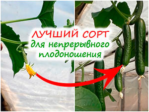 Непрерывное плодоношение огурцов
