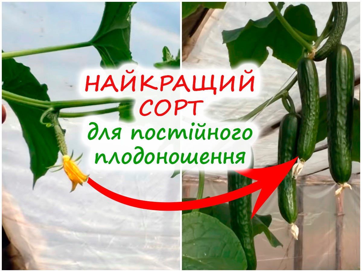 Безперервне плодоношення огірків