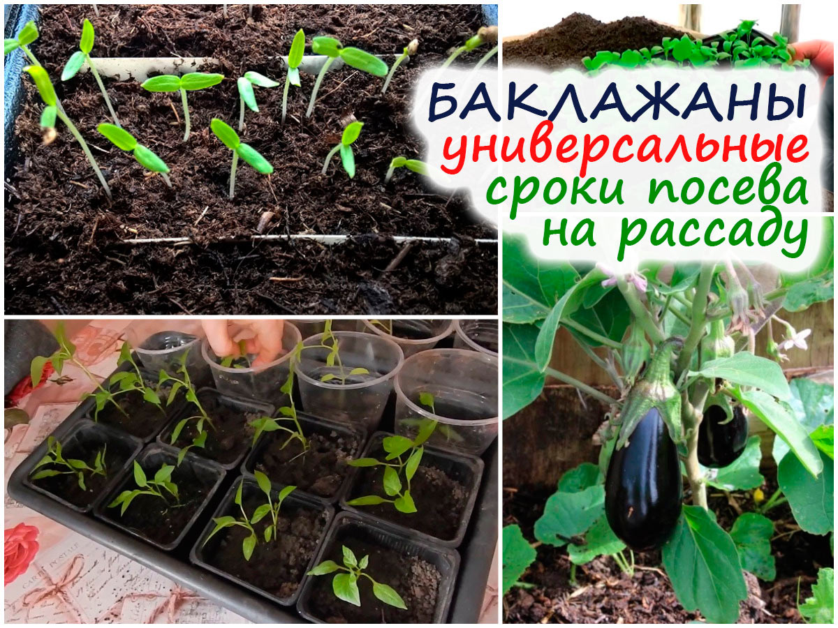 Выращивание рассады баклажанов