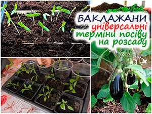 Вирощування розсади баклажанів