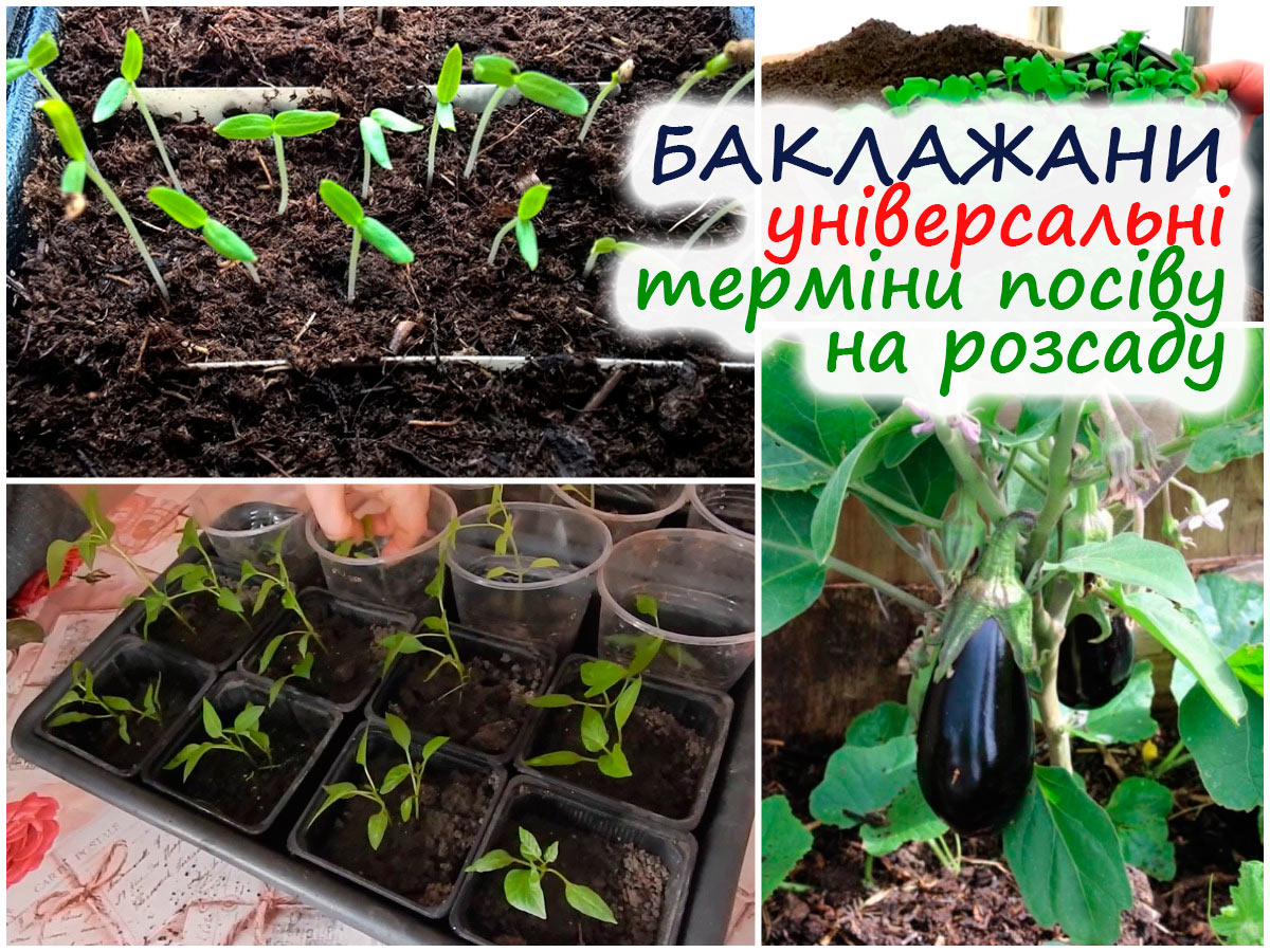 Вирощування розсади баклажанів