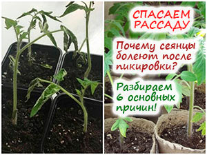 Рассада болеет после пикировки