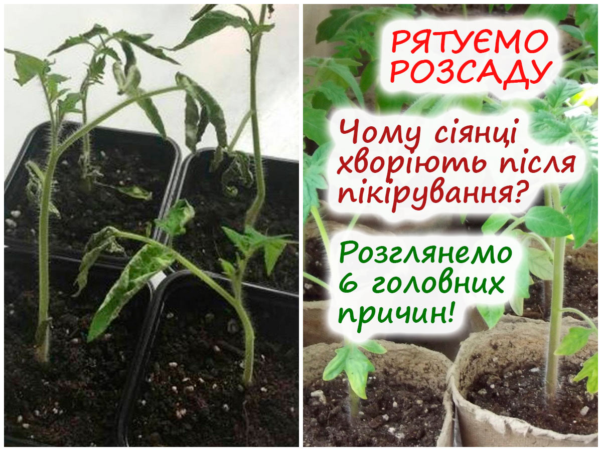 Розсада хворіє після пікірування