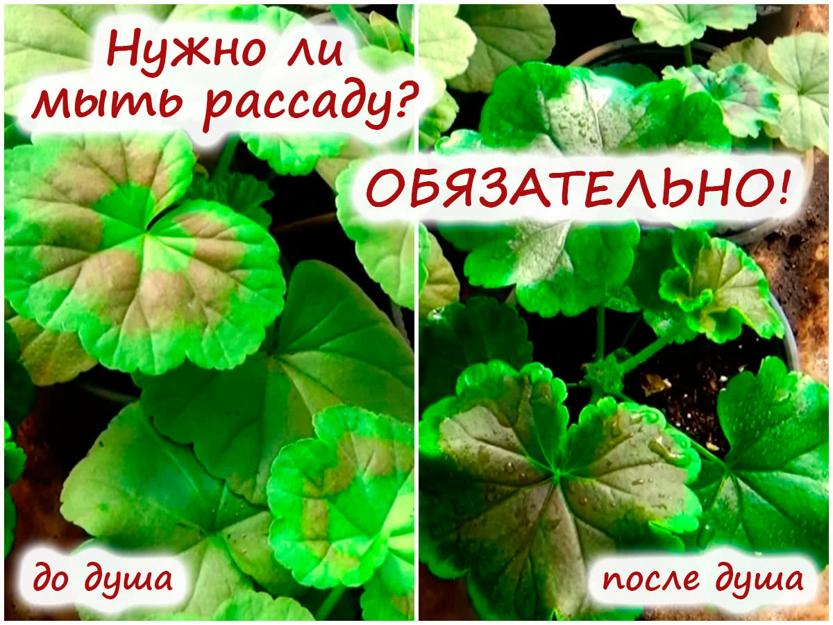 Мытьё рассады под душем
