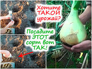 Посадка лука Эксибишен в грунт