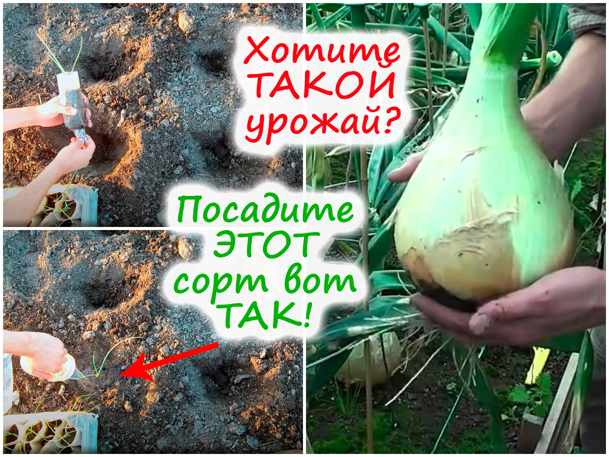 Посадка лука Эксибишен в грунт