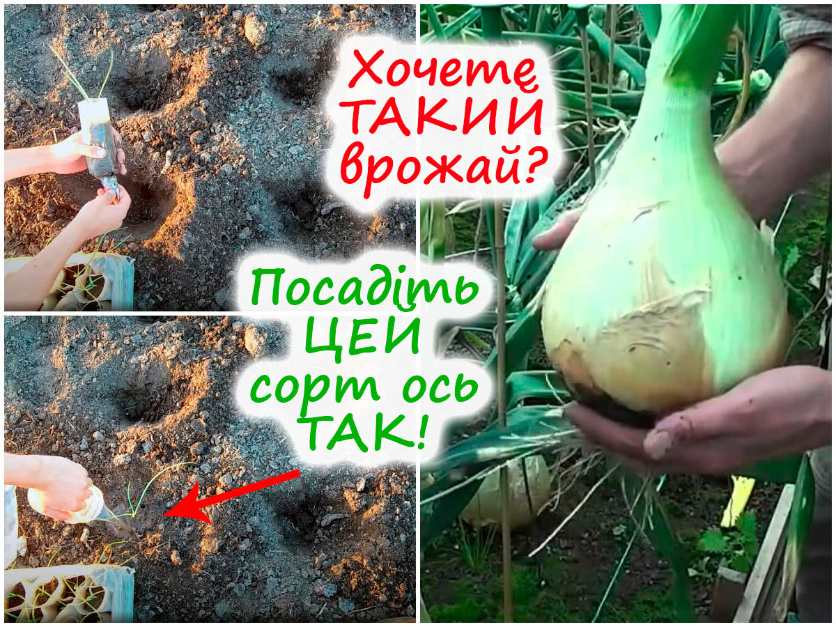 Посадка цибулі Ексибішен у ґрунт