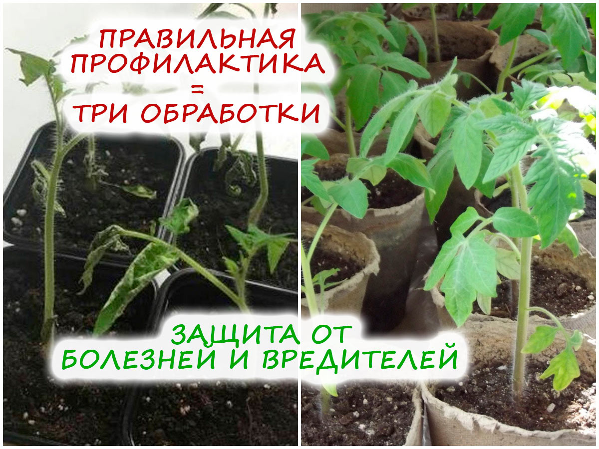 Профилактика болезней и вредителей на рассаде