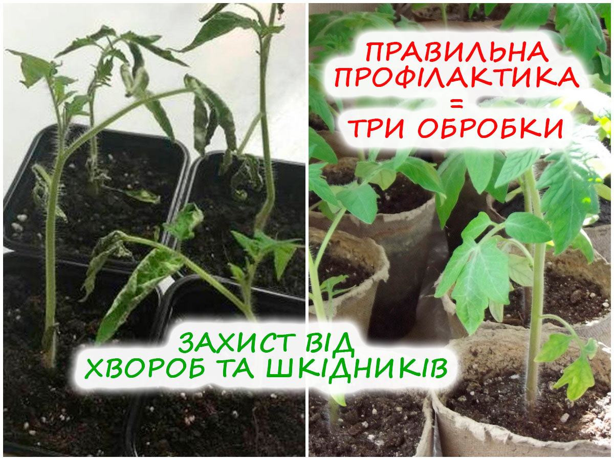 Профілактика хвороб та шкідників на розсаді