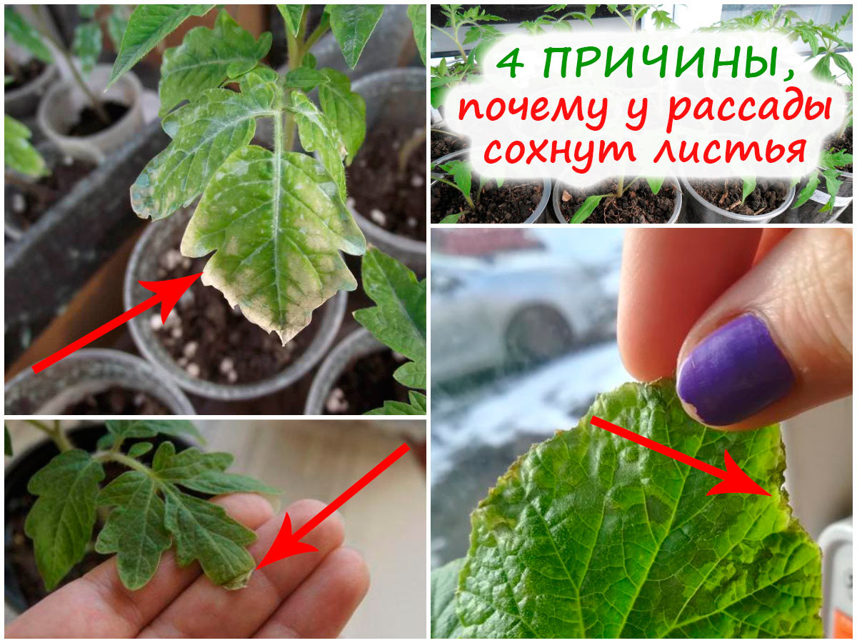У рассады сохнут листья