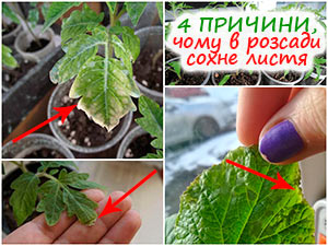 У розсади сохне листя