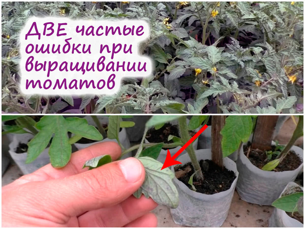 Слабая рассада томатов