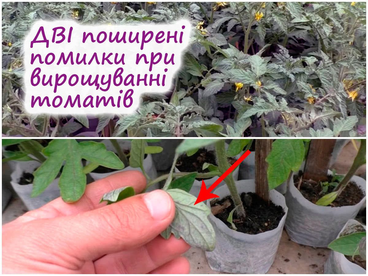 Слабка розсада томатів