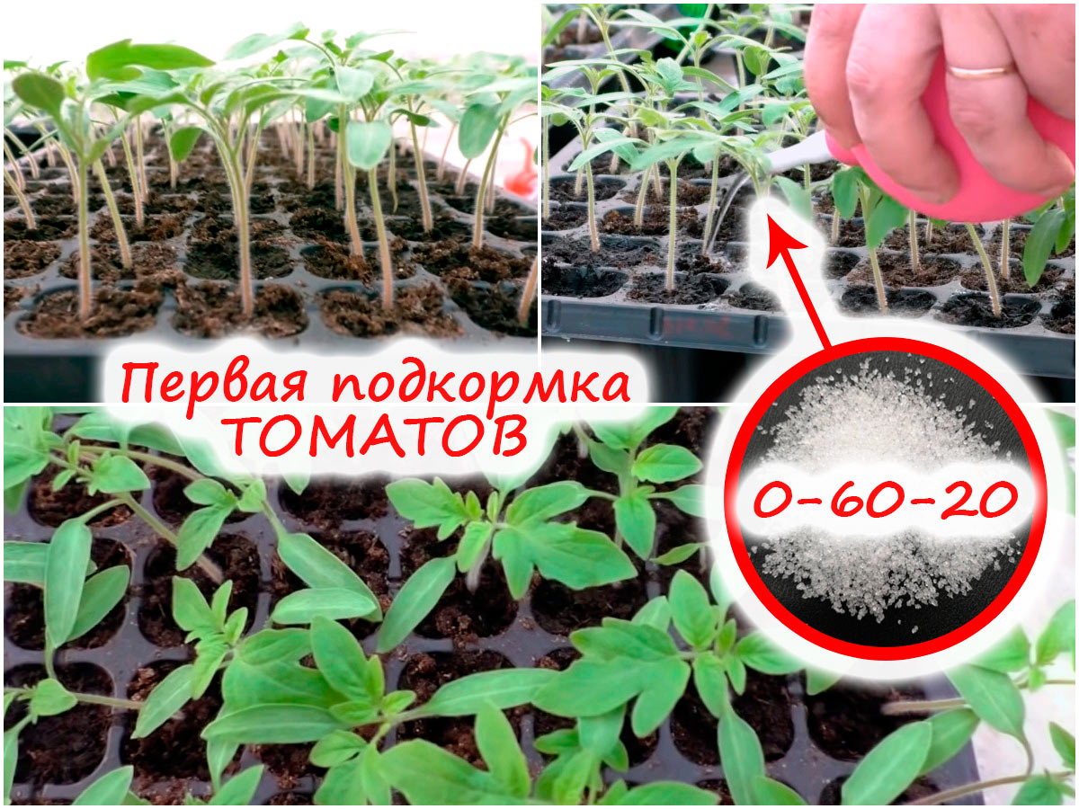Первая подкормка томатов