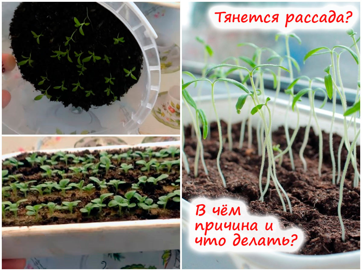 Почему вытягивается рассада