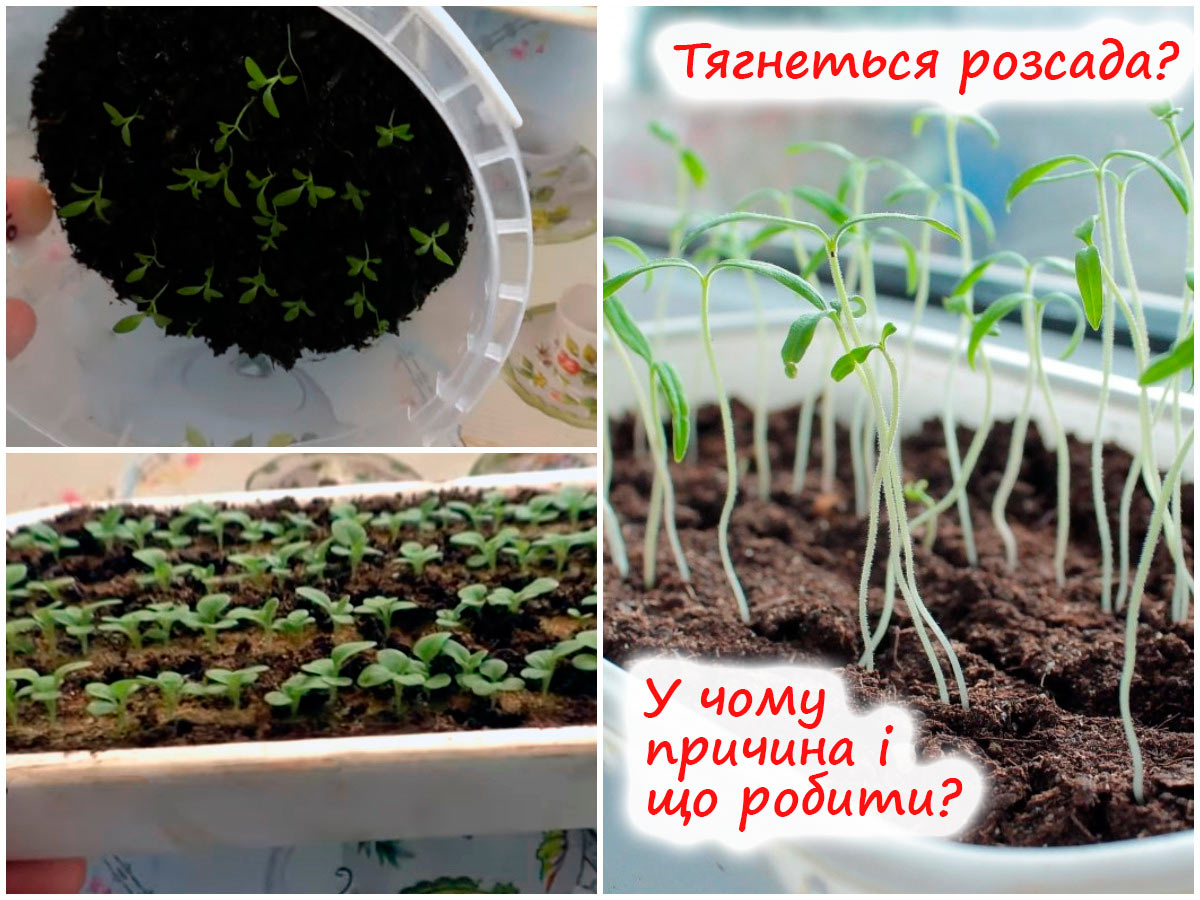 Розсада витягується: причини