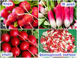 Сорта редиса, которые не стрелкуются