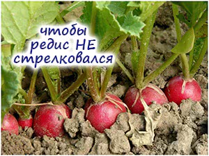 Поздние сорта редиса