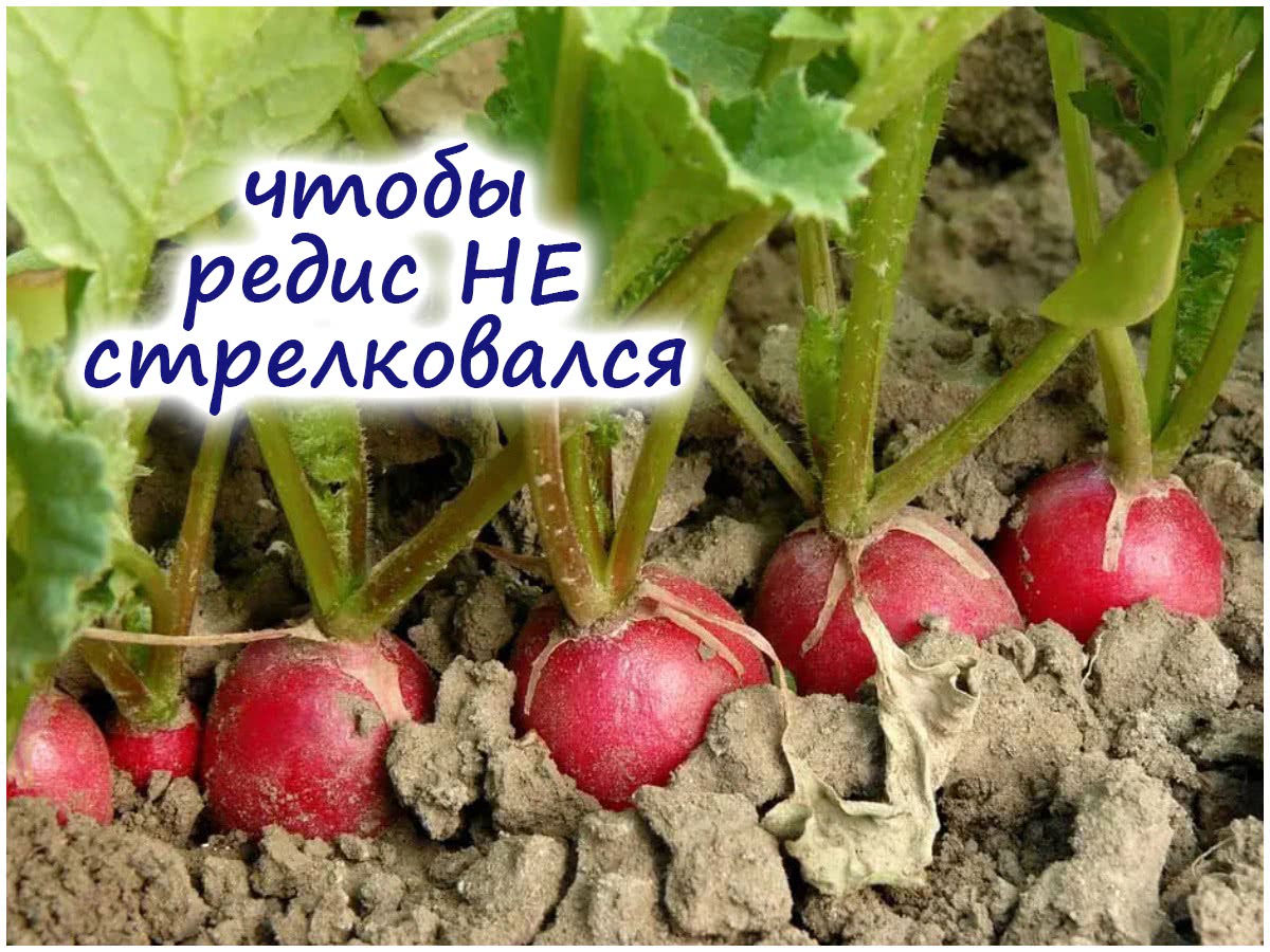 Поздние сорта редиса