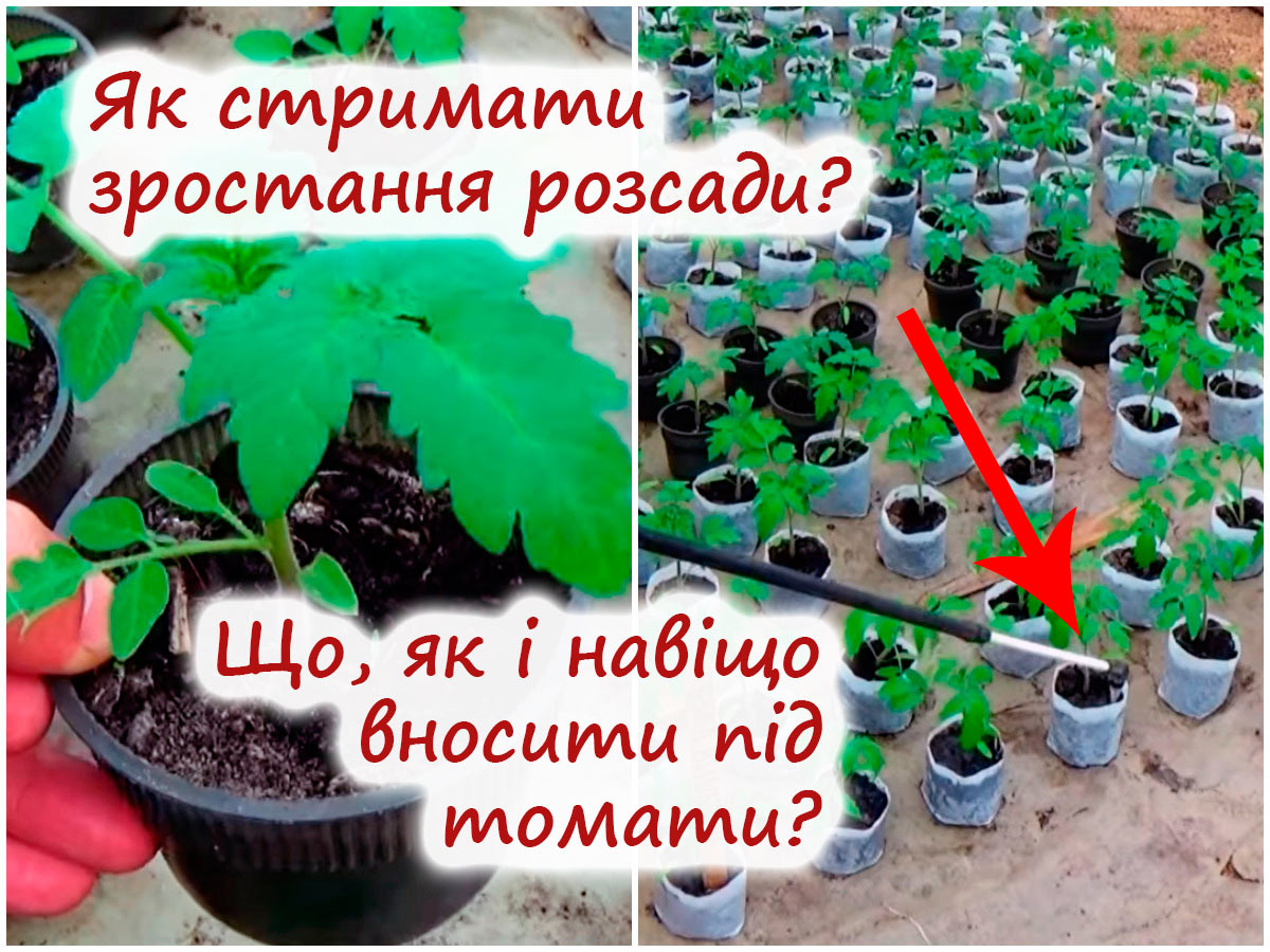 Використання регуляторів зростання